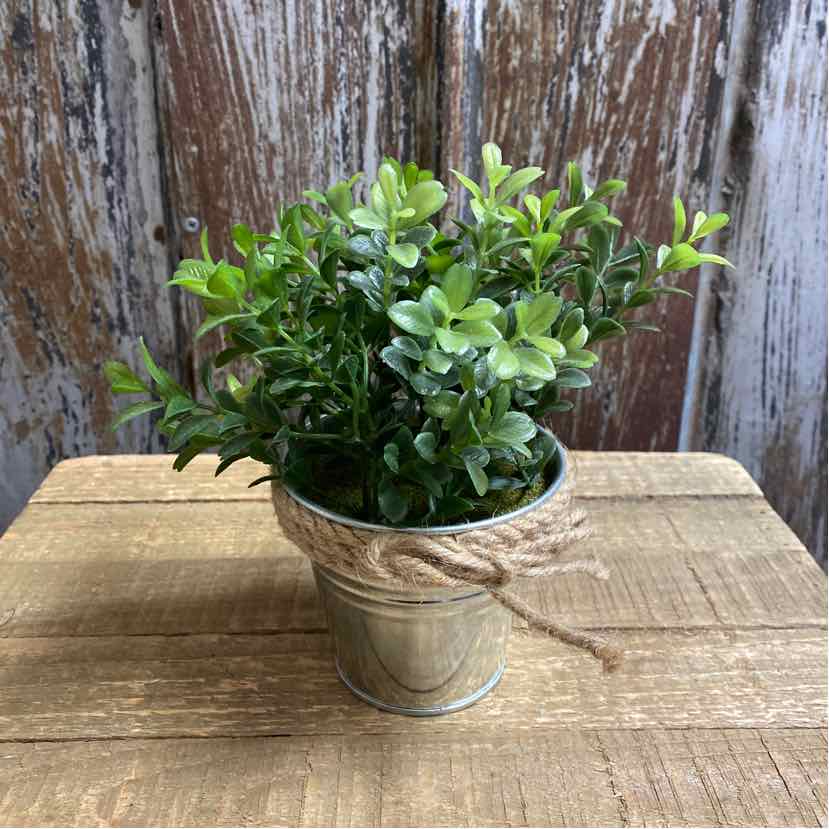 Plant